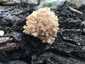 Közönséges petrezselyemgomba (Hericium coralloides), Budai-hegység